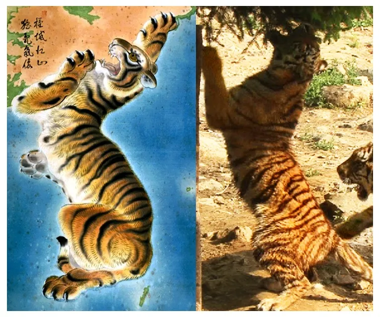 Korean tiger identity shown in peninsula shape
