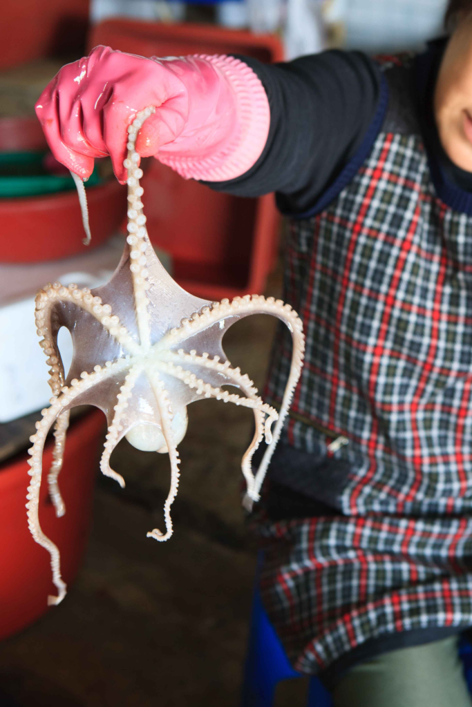 Fresh nakji (Octopus minor) caught for sannakji, showing the small octopus species used in Korean cuisine