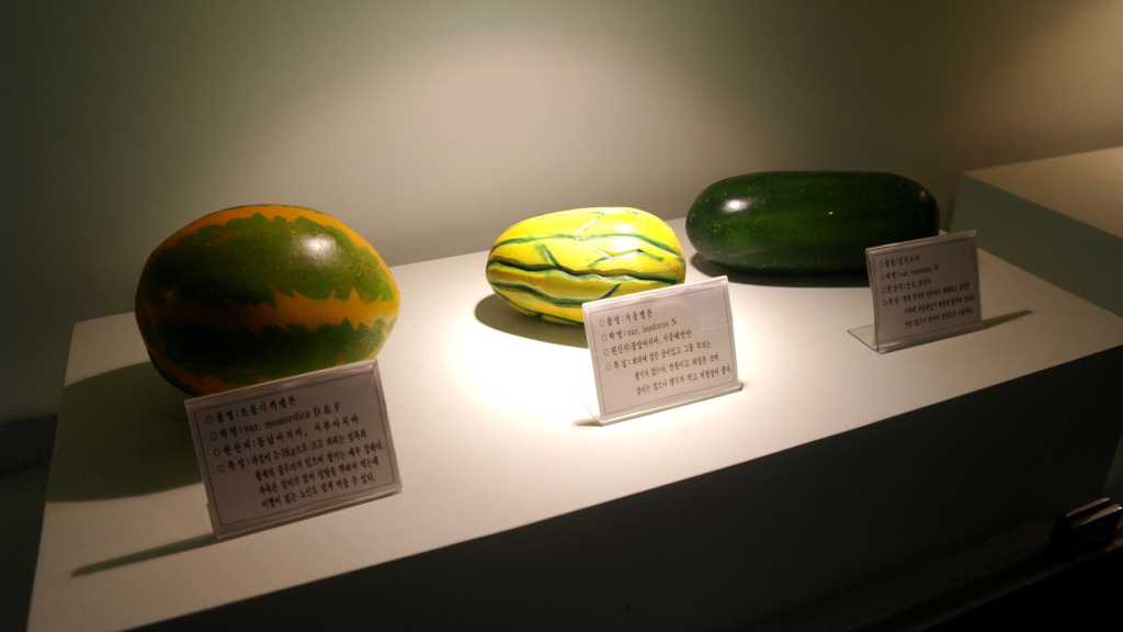 Traditional Korean melon chamoe varieties display showing different colors and patterns