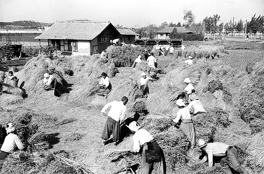 Korean women foraging wild greens during bori gogae spring famine in 1966 - the desperate food scarcity that led to traditional knowledge of preparing toxic plants