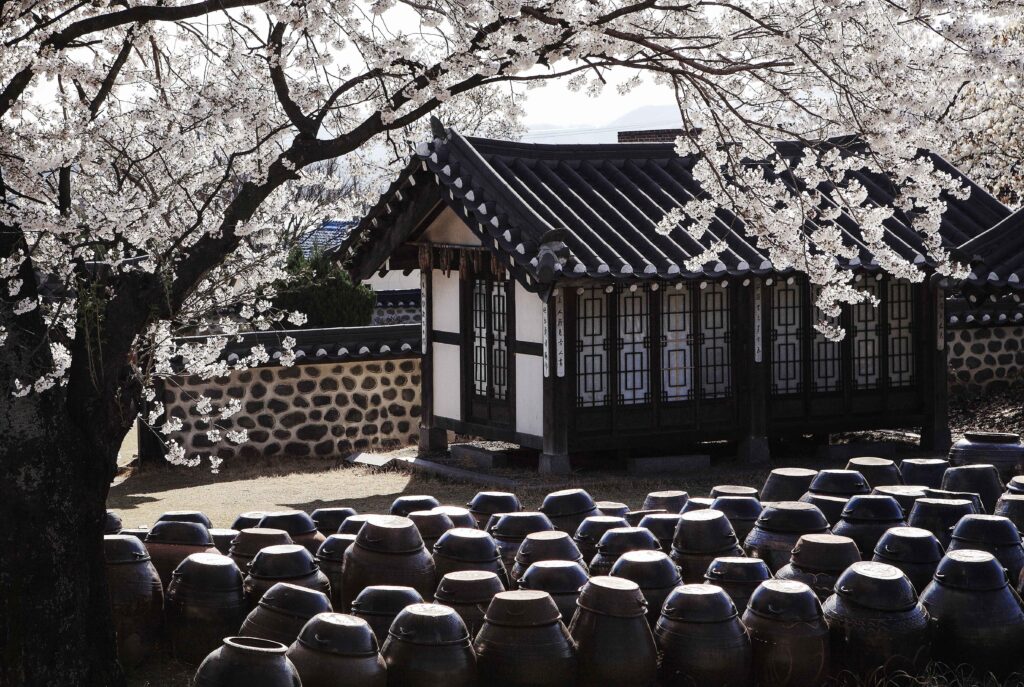 Traditional Korean onggi fermentation jars arranged in a courtyard beside a hanok house, framed by cherry blossoms in spring