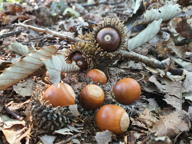 Fresh acorns with caps lying on a forest floor among fallen leaves, the raw ingredient for making dotorimuk