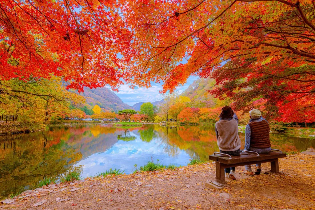 An older couple sitting on a bench beneath red maple branches, looking across a pond that reflects autumn foliage at Baegyangsa Temple
