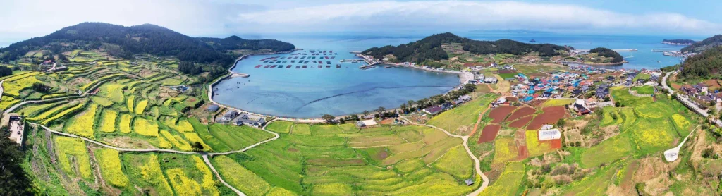 Terraced fields of green barley and yellow rapeseed wrapping a harbour village on Cheongsando Island in April
