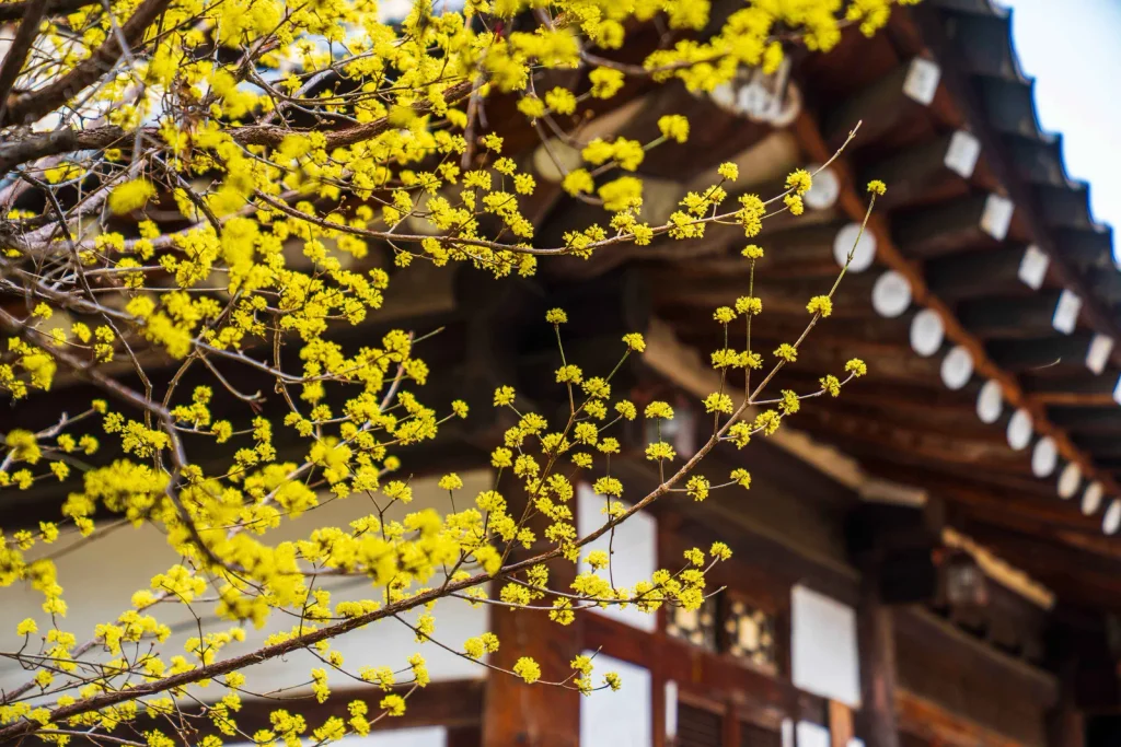 Bright yellow cornelian cherry blossoms opening on bare branches in front of the tiled eaves of Taesamyo Shrine in Andong