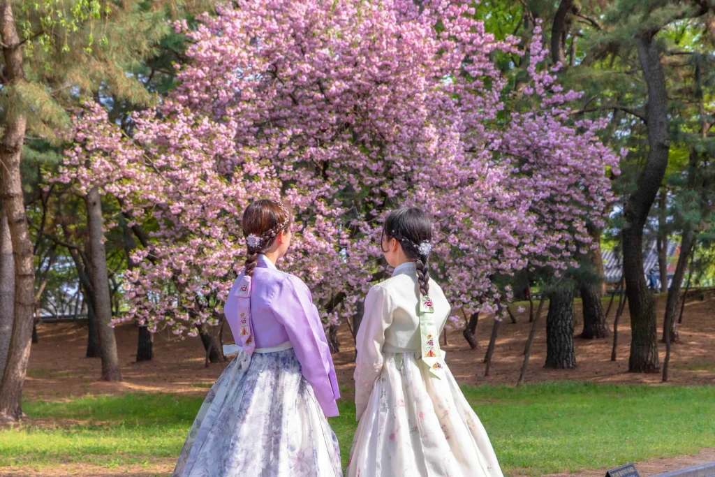 Two women in hanbok seen from behind, looking up at a pink cherry tree in full bloom at Daereungwon in Gyeongju